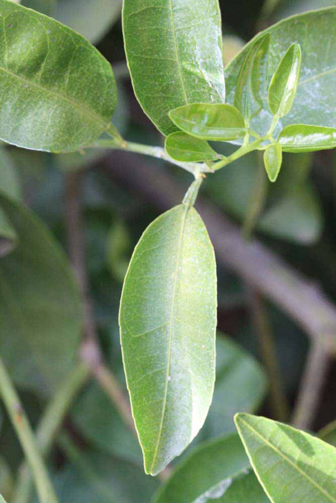              Unifoliolate leaf (Riverside, CA)       